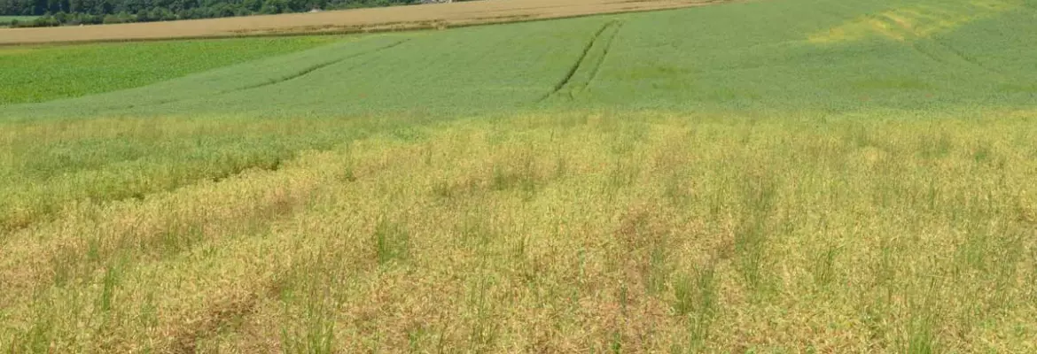 aphanomyces mold affecting field of pea