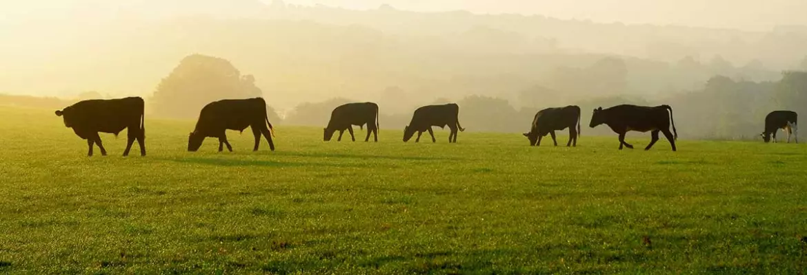 catch crop for pasture