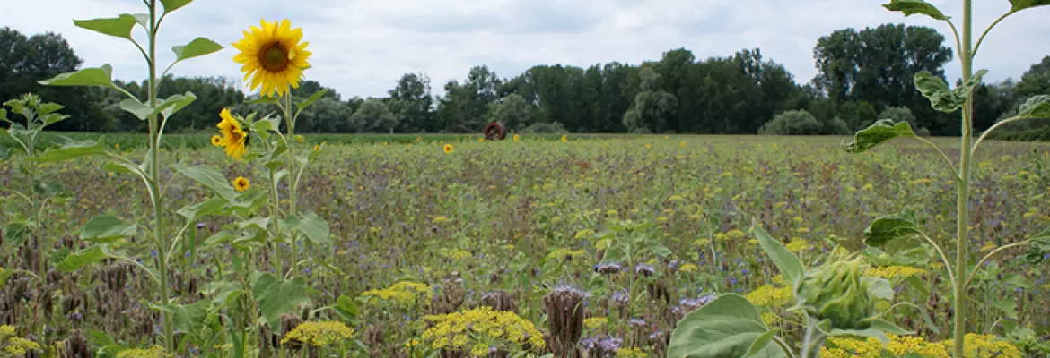 Les couverts d’été