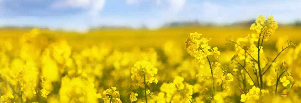 closeup of a rapeseed field