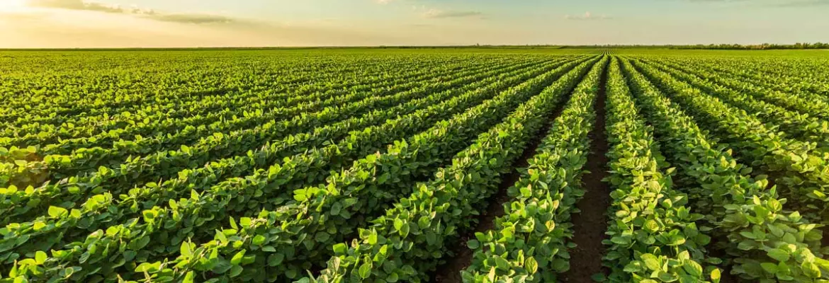 soybean field for cover crop