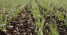 KUHN, des solutions performantes qui vous accompagnent dans la production de vos cultures