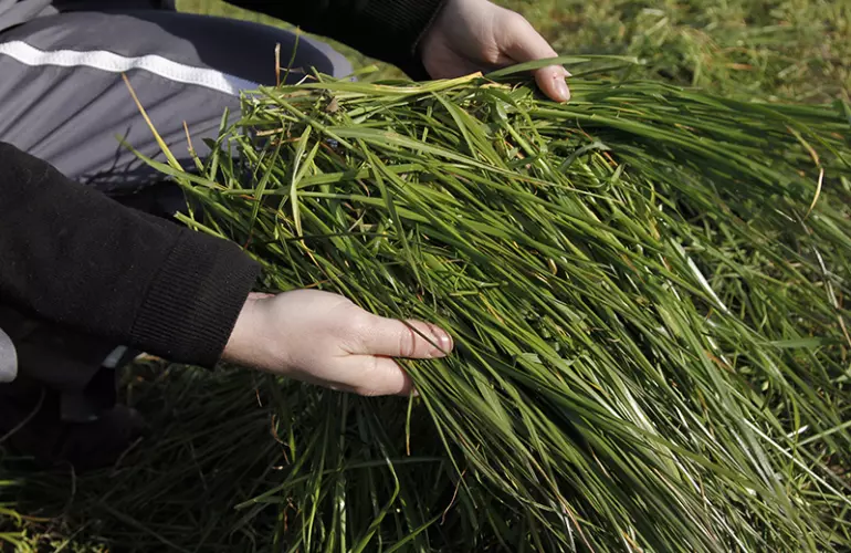 Stockage du foin : Comment limiter les pertes nutritives ?