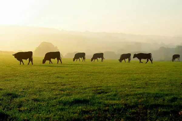 catch crop for pasture