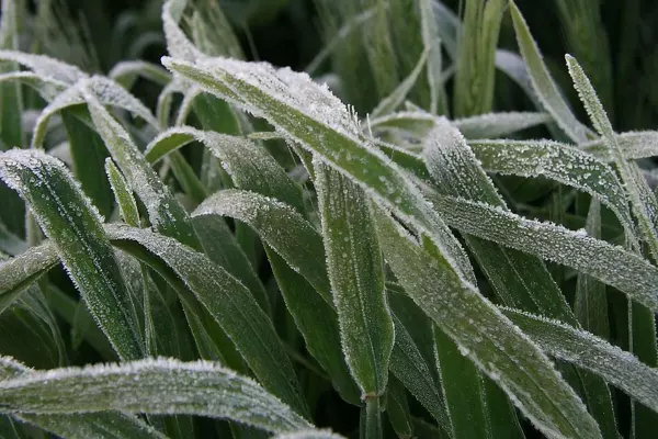 frost destroying nitrate fixing intermediate crops