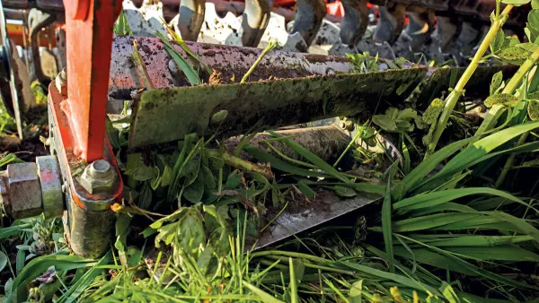 pass of a roller in a cover crop